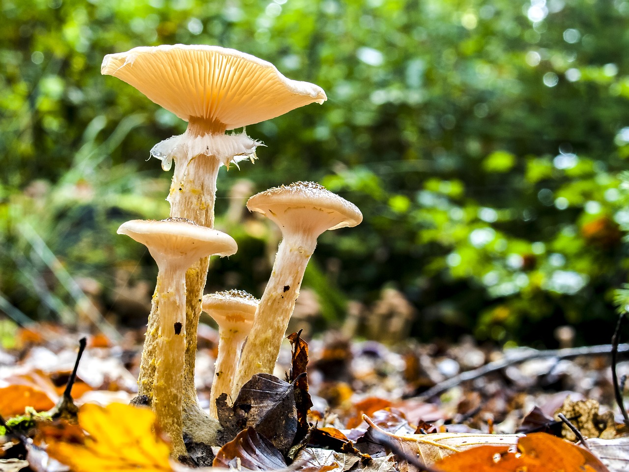 mushroom nature forest free photo