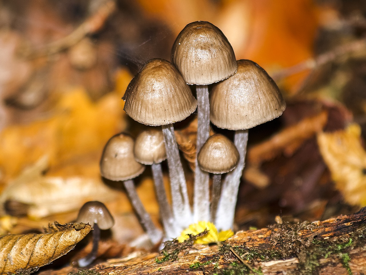 mushroom nature forest free photo