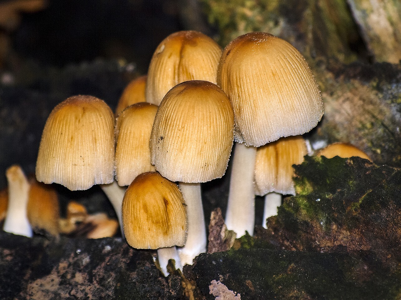 mushroom nature forest free photo