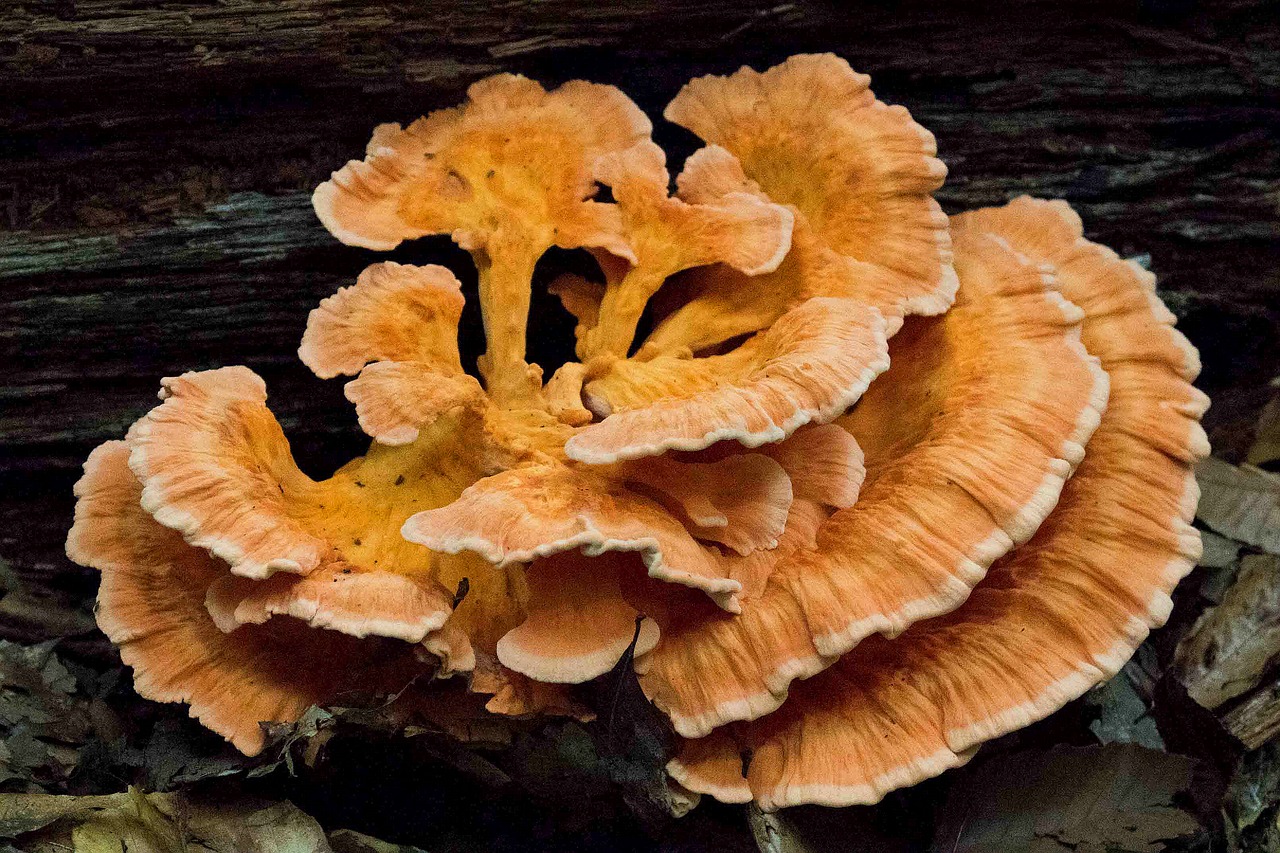 mushroom woods new jersey free photo