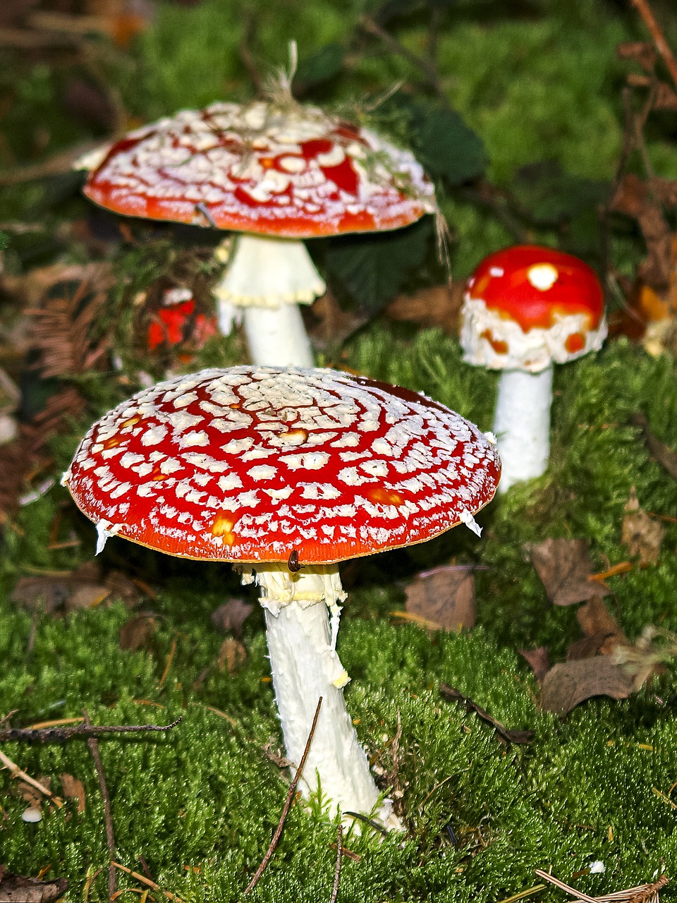 mushroom fly agaric nature free photo