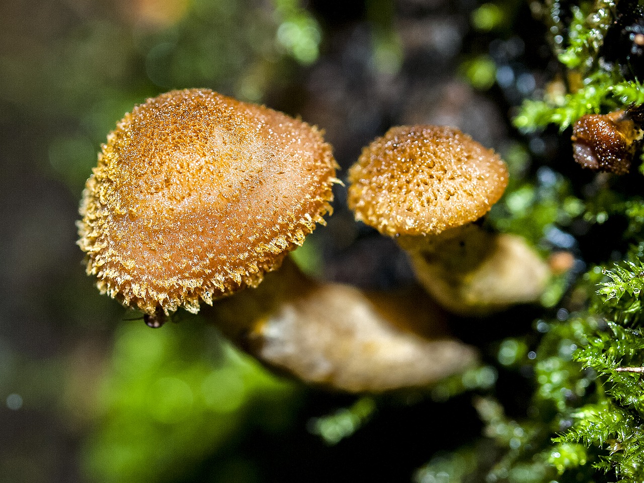 mushroom forest autumn free photo