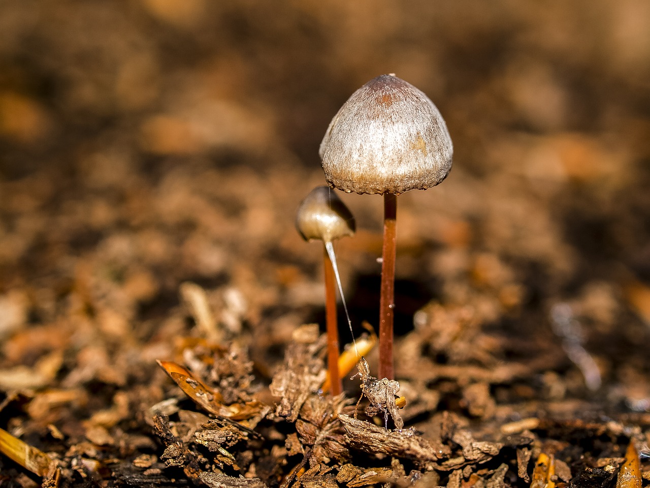 mushroom forest autumn free photo