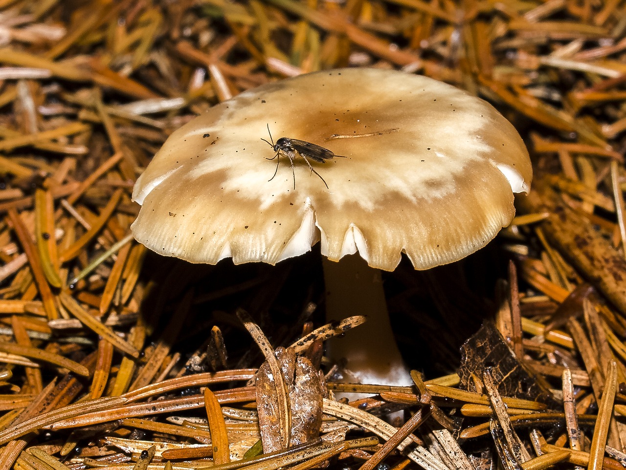 mushroom forest autumn free photo