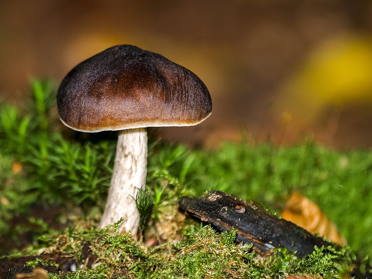 mushroom forest autumn free photo