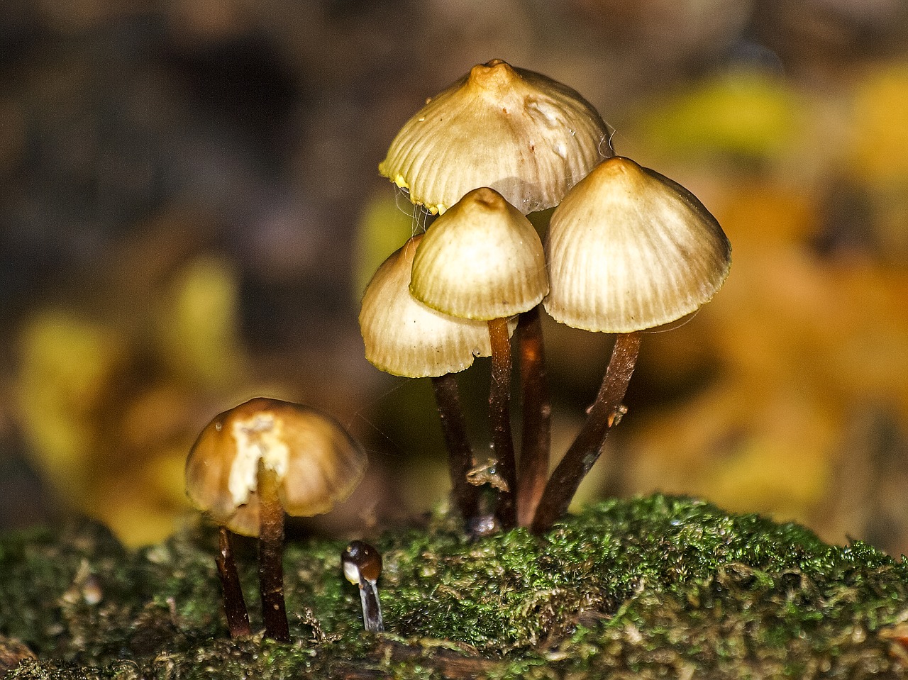 mushroom forest autumn free photo