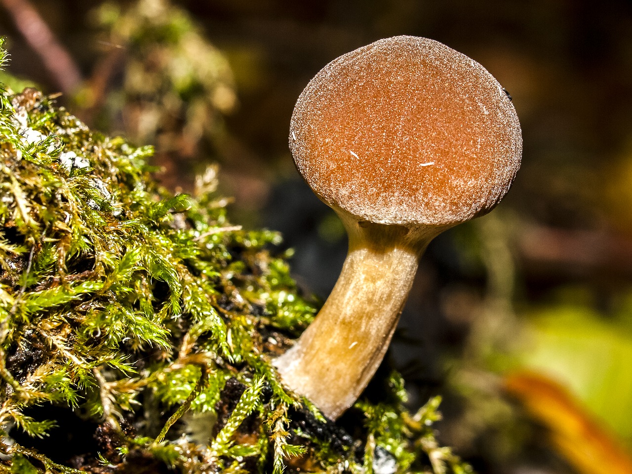 mushroom autumn forest free photo