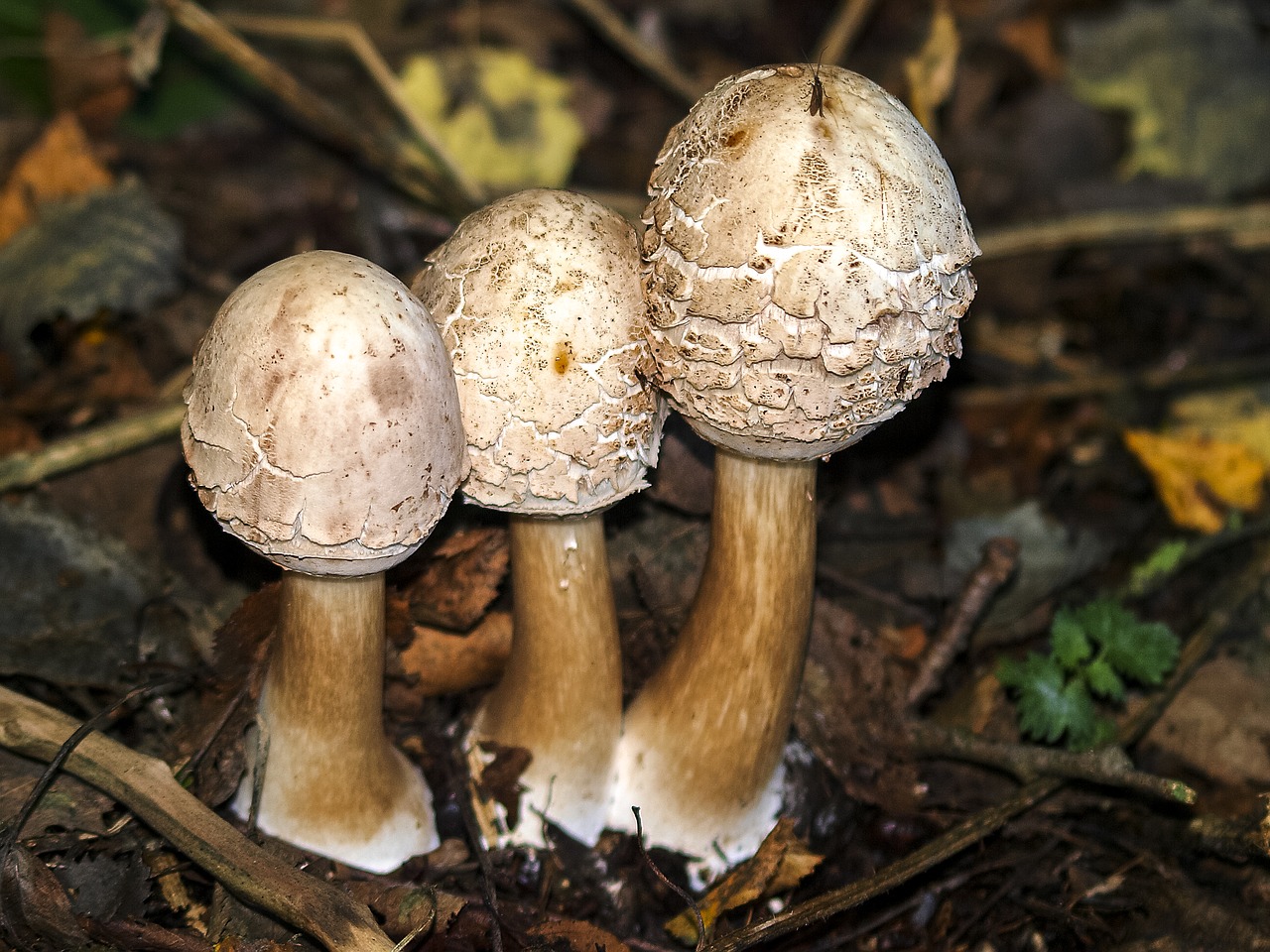 mushroom autumn forest free photo