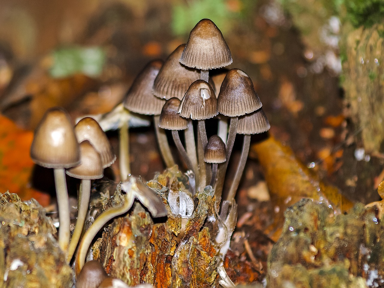 mushroom autumn forest free photo