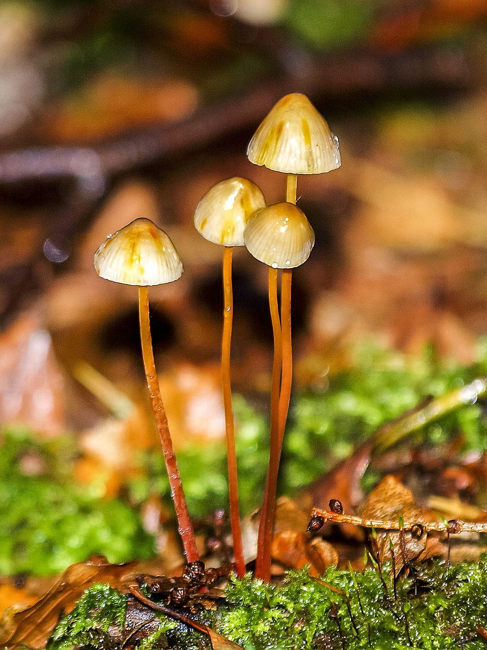 mushroom autumn forest free photo