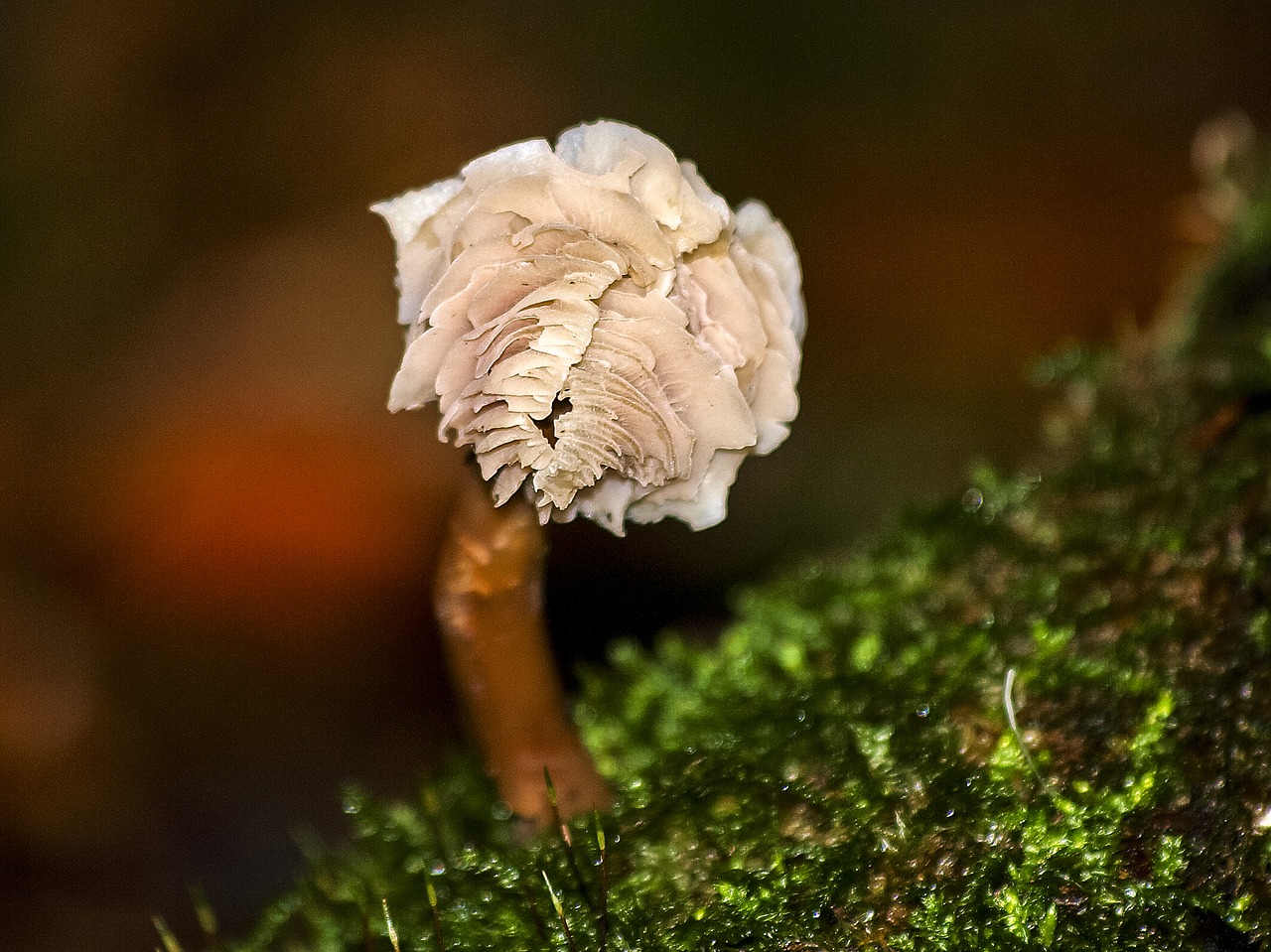 mushroom autumn forest free photo