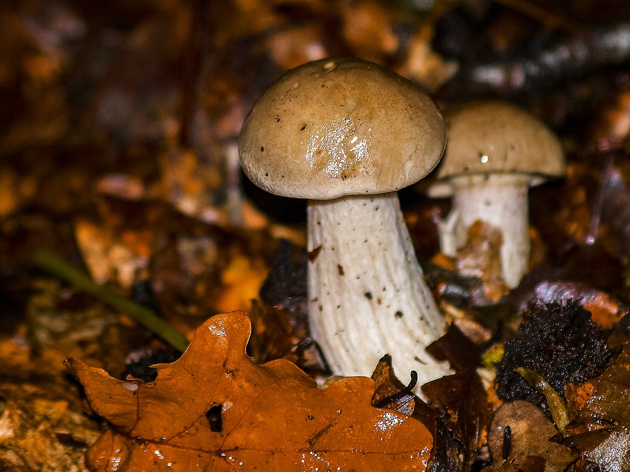 mushroom autumn forest free photo