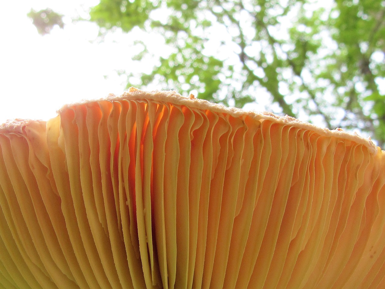 mushroom grass nature free photo