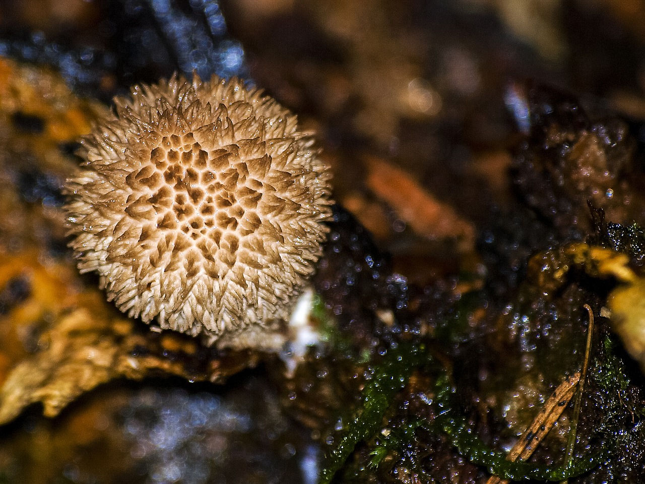 mushroom autumn forest free photo