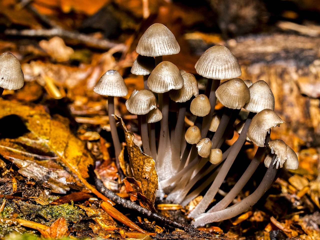 mushroom forest autumn free photo