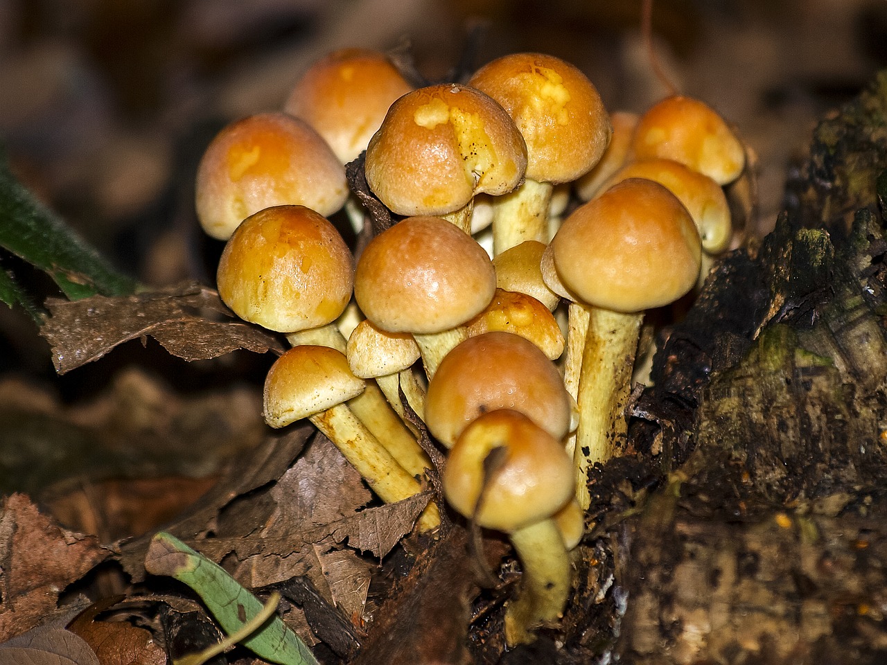 mushroom forest autumn free photo