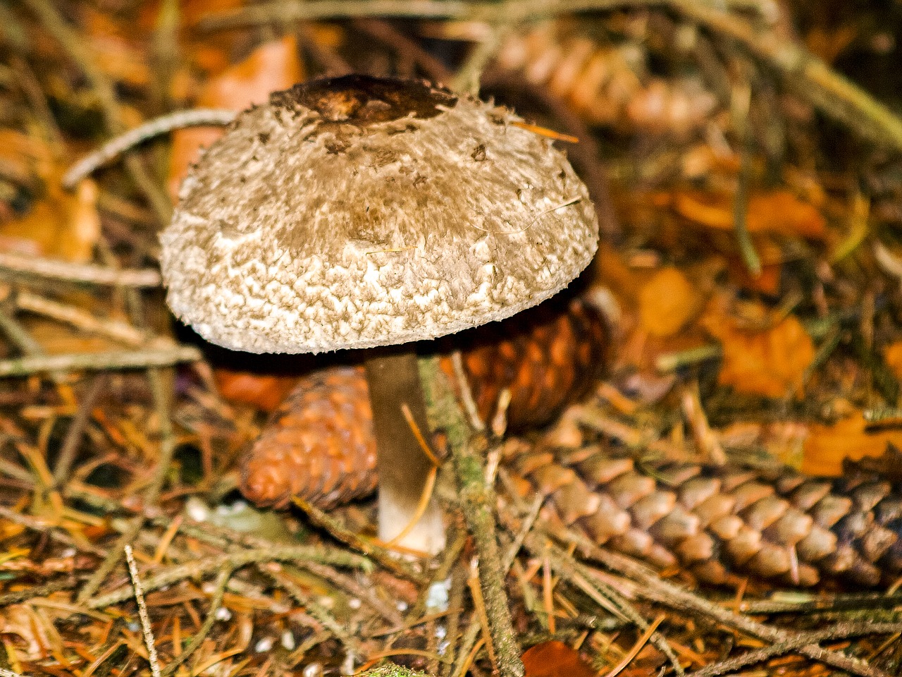 mushroom forest autumn free photo