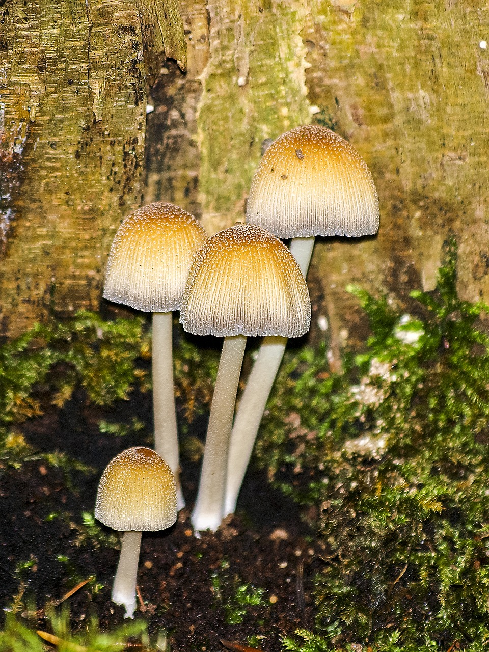 mushroom forest autumn free photo