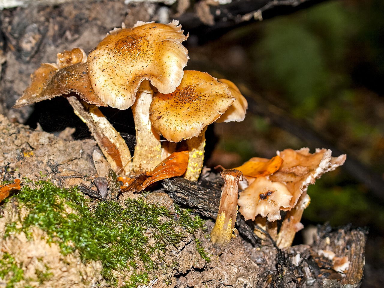 mushroom forest autumn free photo