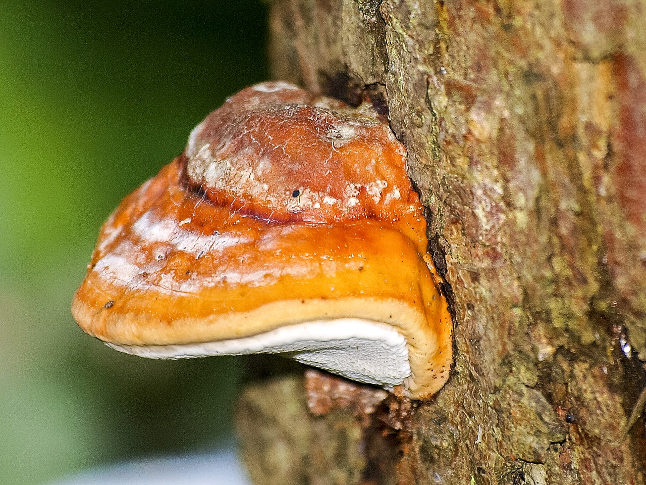 mushroom tree fungus log free photo