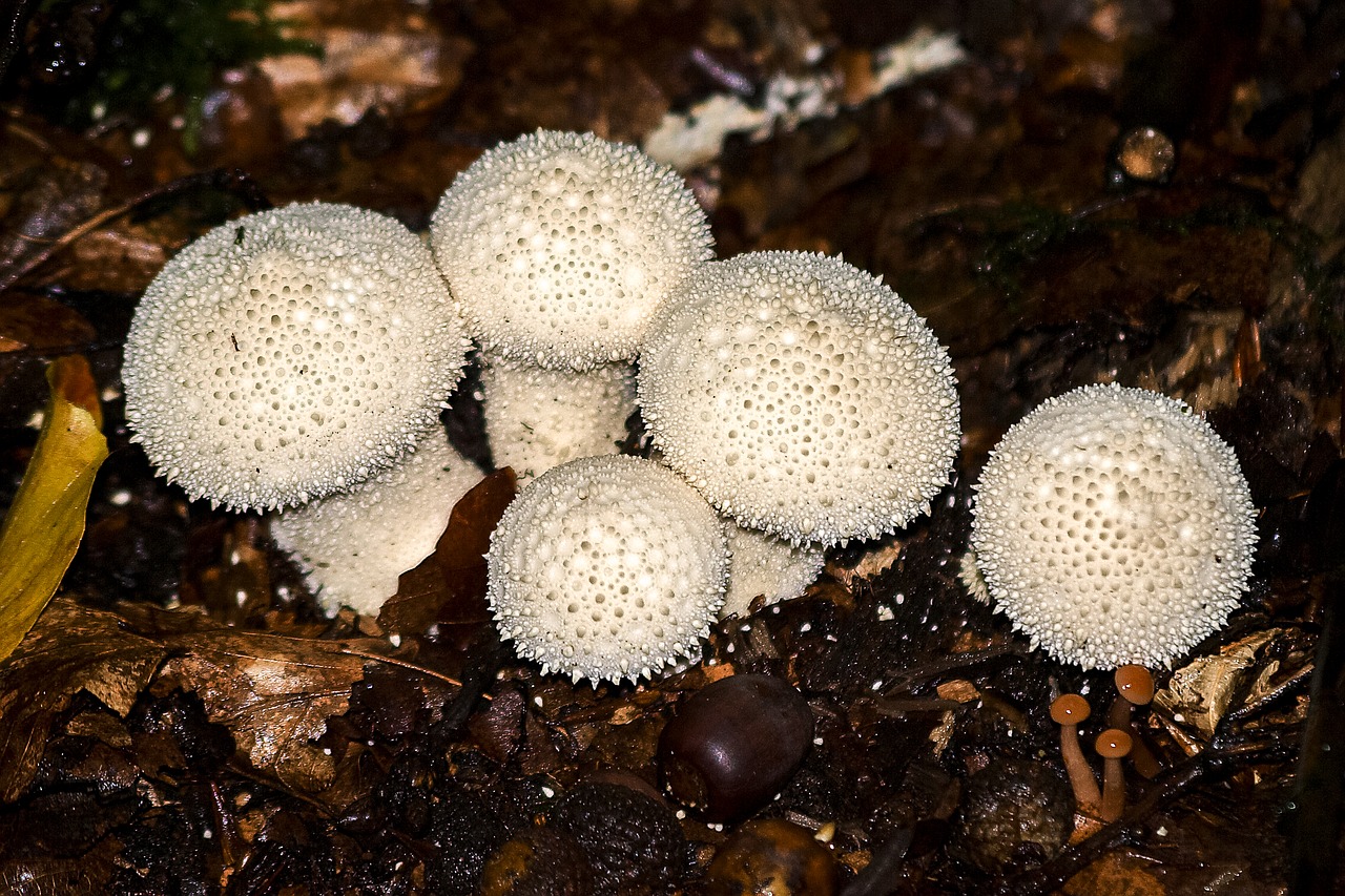 mushroom forest autumn free photo