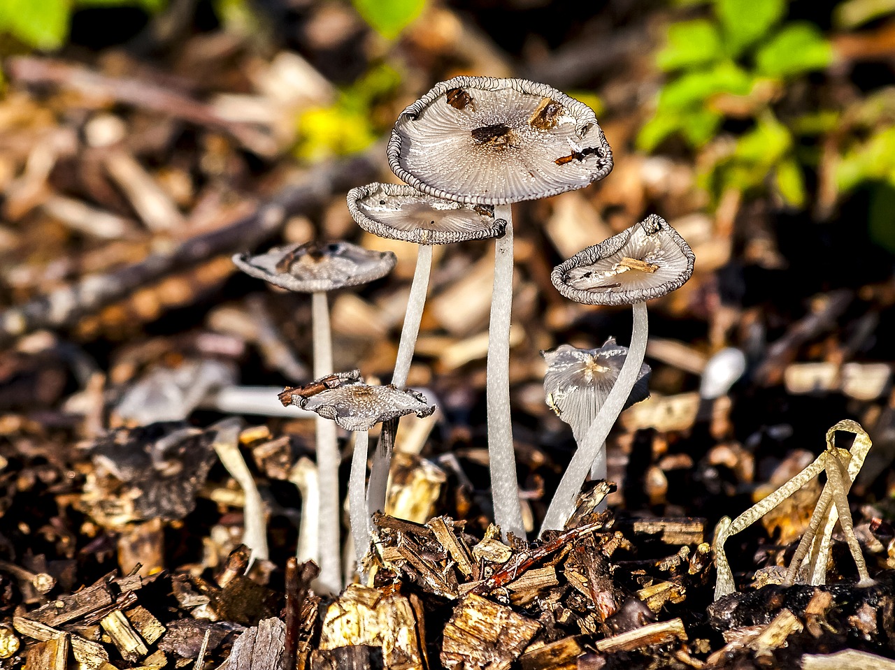 mushroom forest autumn free photo