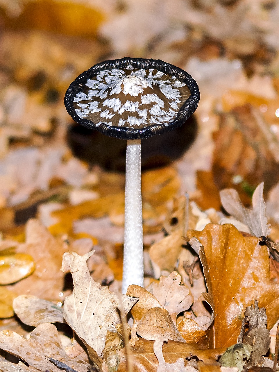 mushroom forest autumn free photo