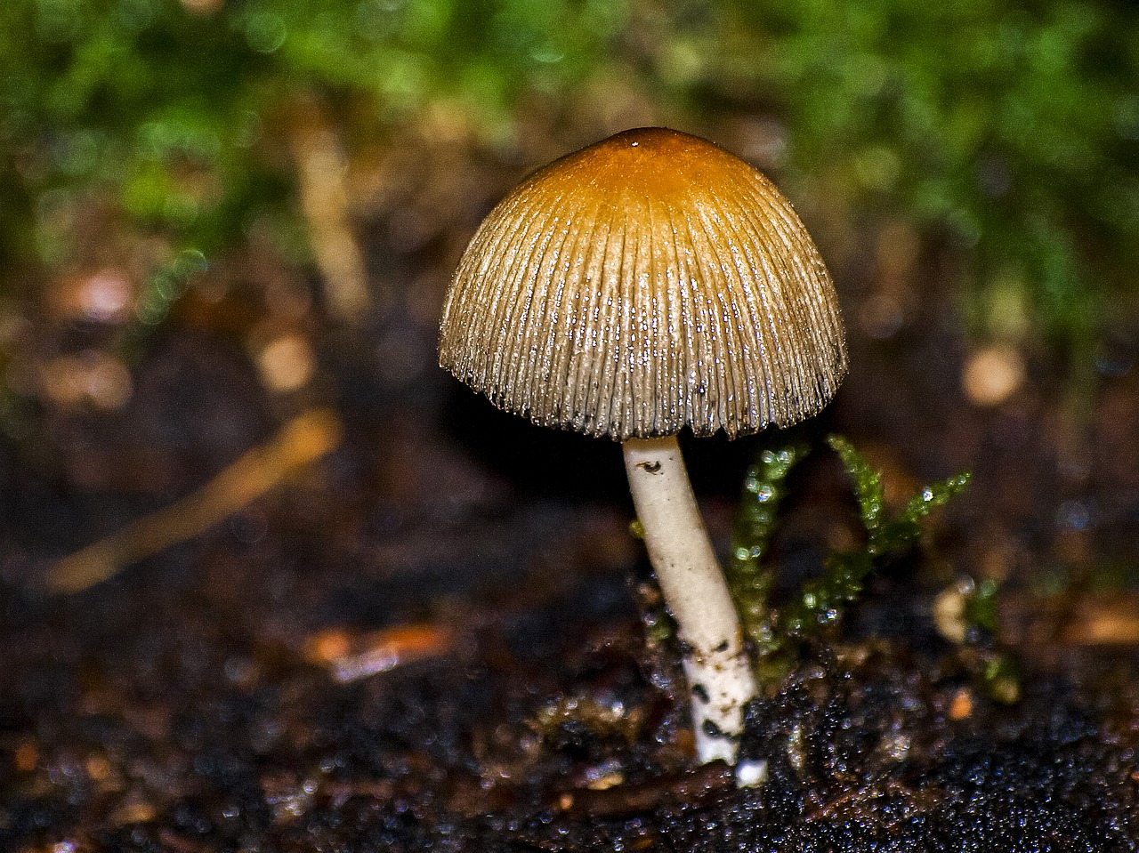 mushroom forest autumn free photo