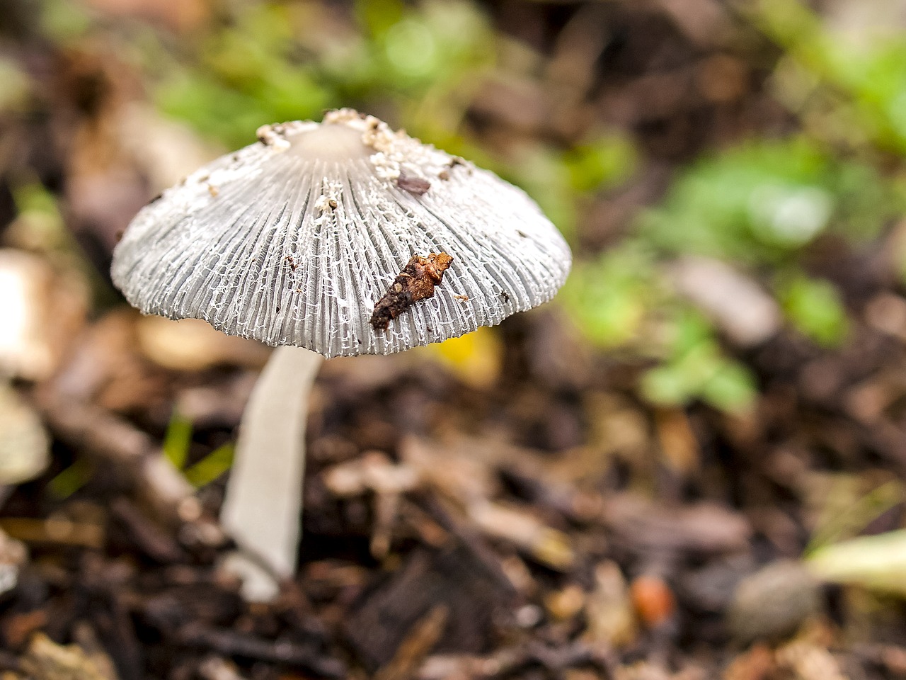 mushroom forest autumn free photo