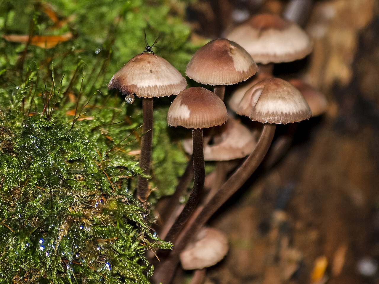 mushroom forest autumn free photo