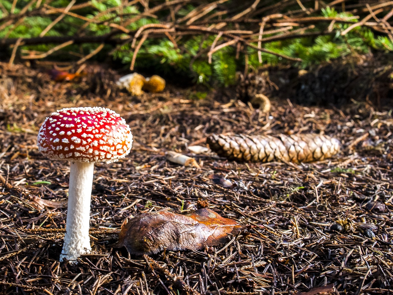 mushroom fly agaric autumn free photo