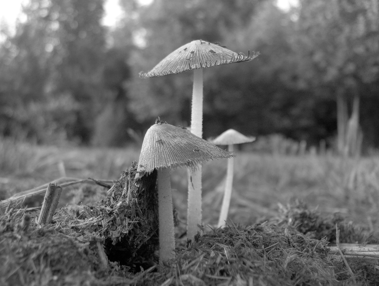 mushroom black white free photo