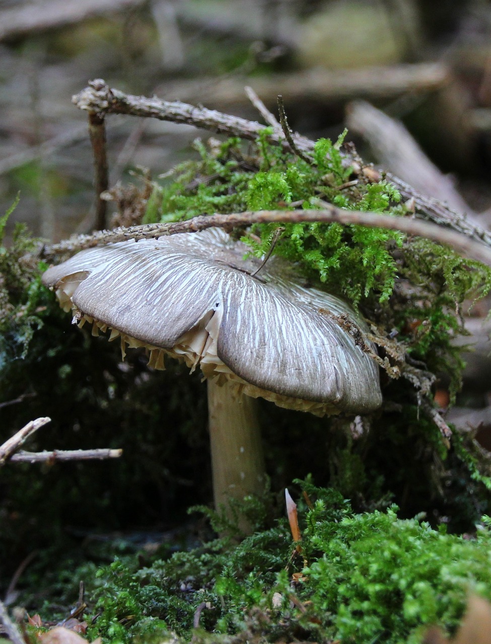 mushroom forest moss free photo