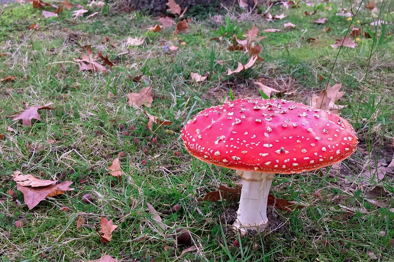 mushroom toadstool poisonous free photo