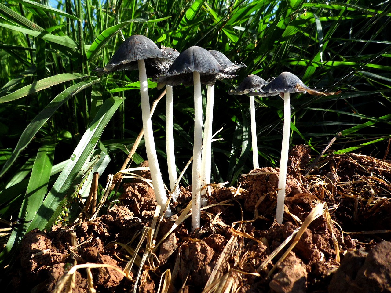 mushroom nature fungus free photo