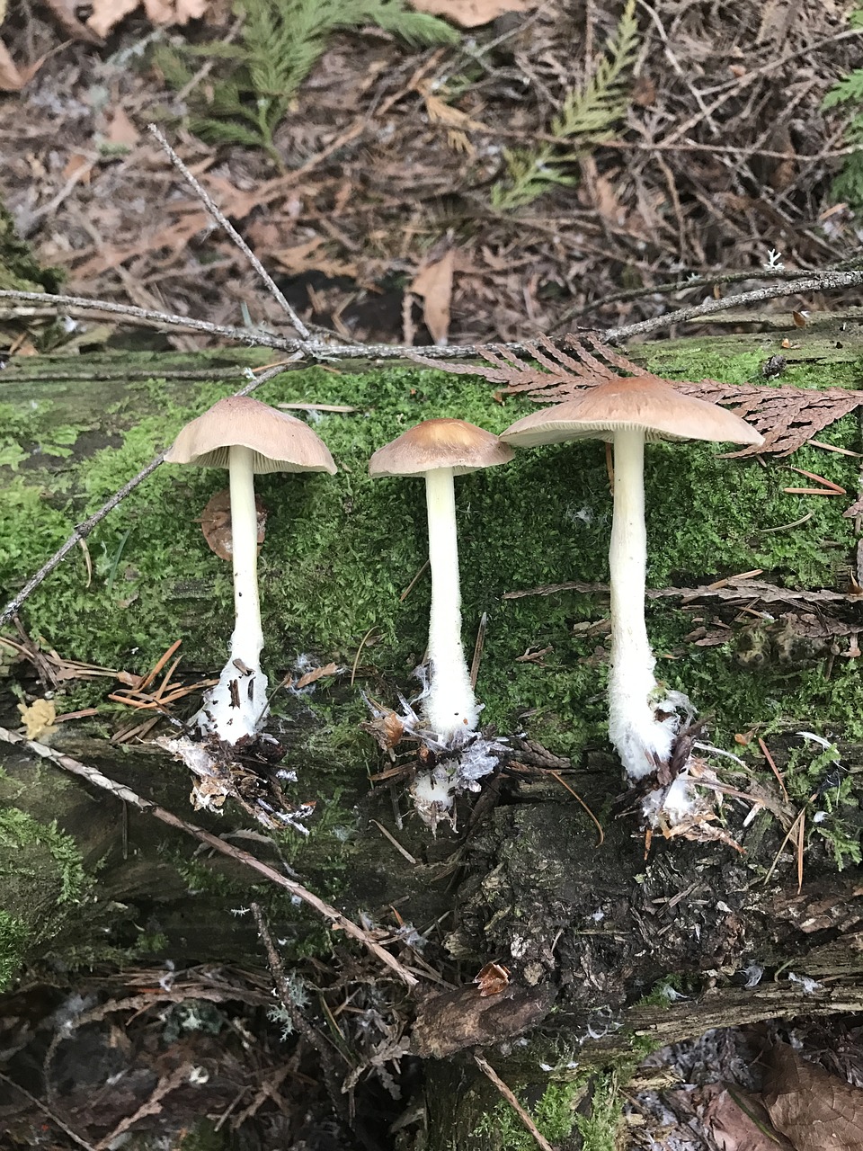 mushroom log trail free photo
