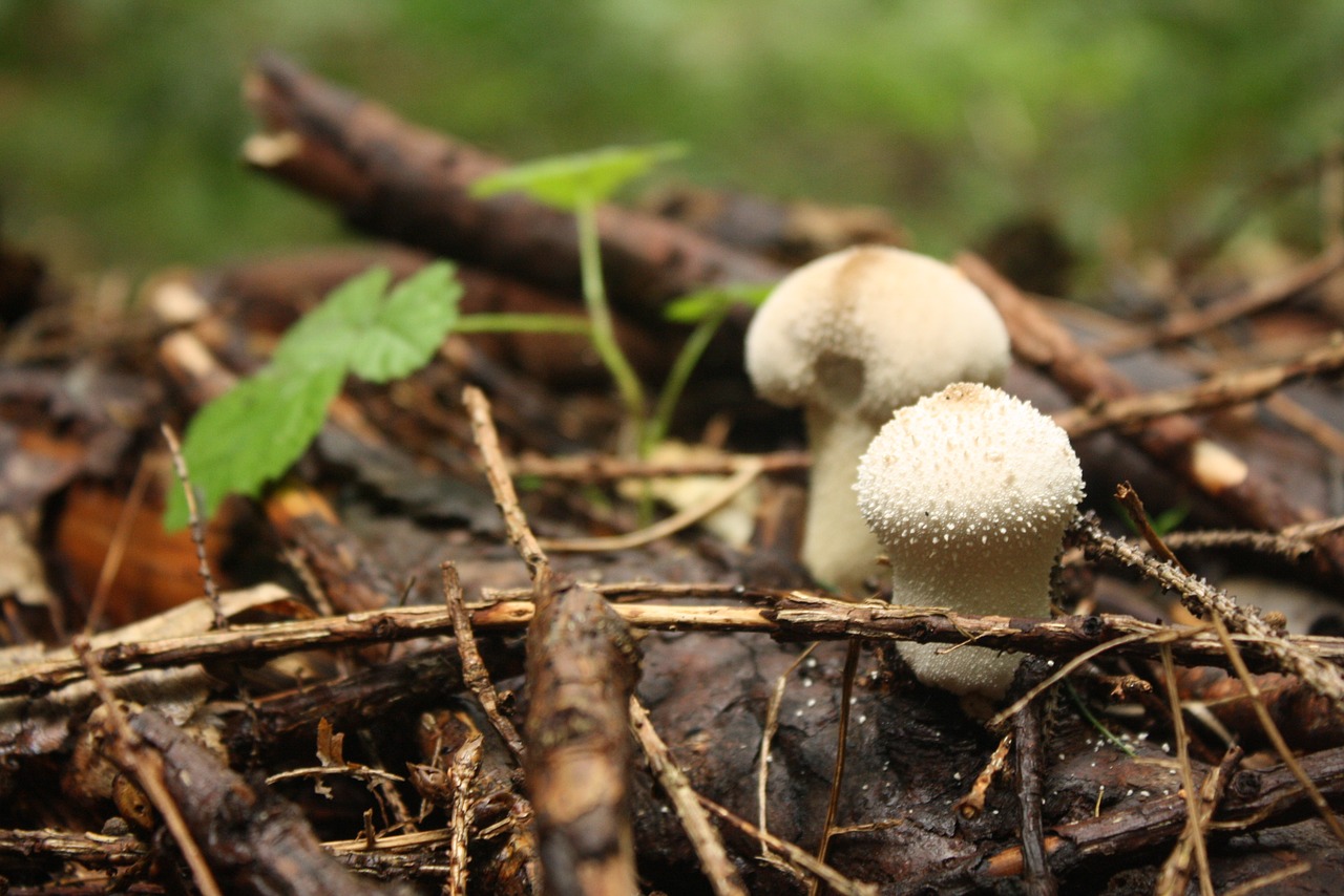 mushroom fungi white free photo