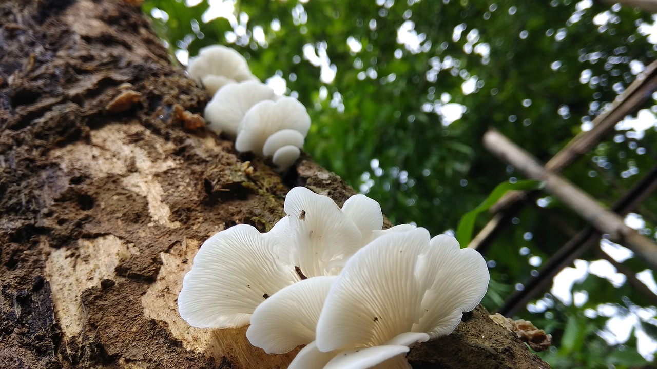 mushroom food summer free photo