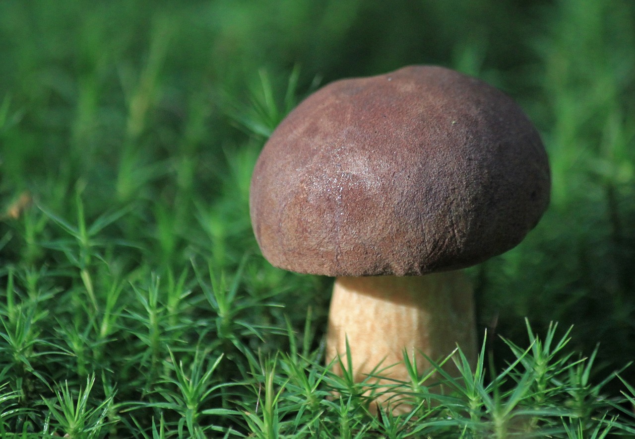 mushroom nature forest free photo