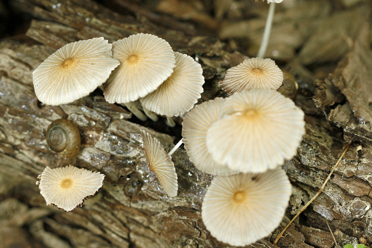 mushroom white log free photo