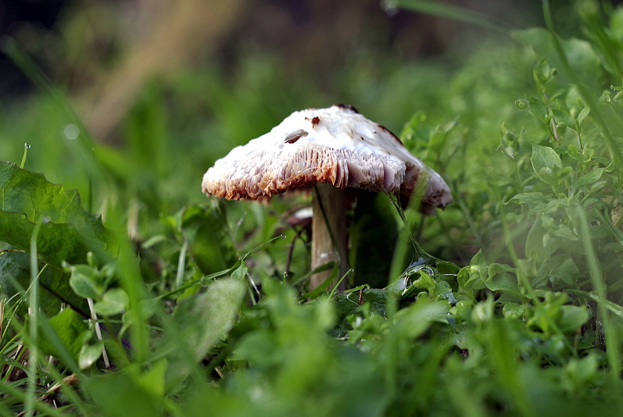 mushroom grass macro free photo