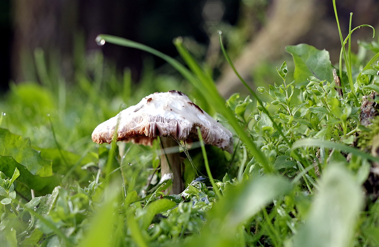 mushroom grass macro free photo