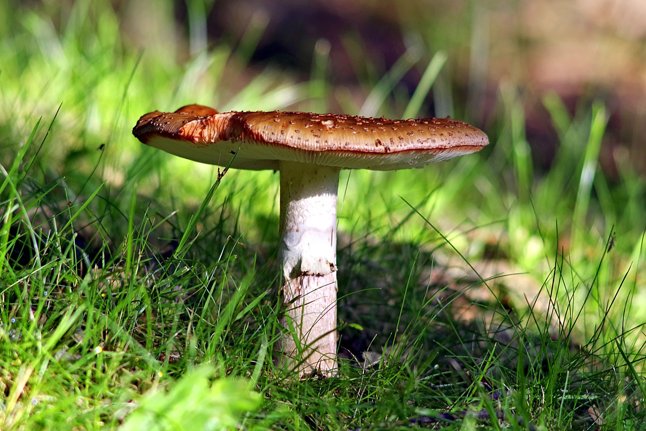 mushroom amanita forest free photo