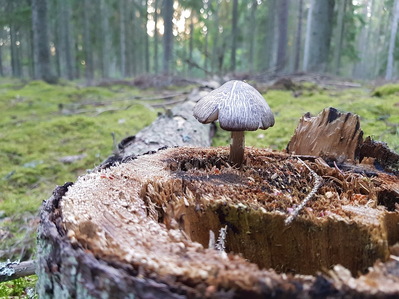 mushroom forest stump free photo