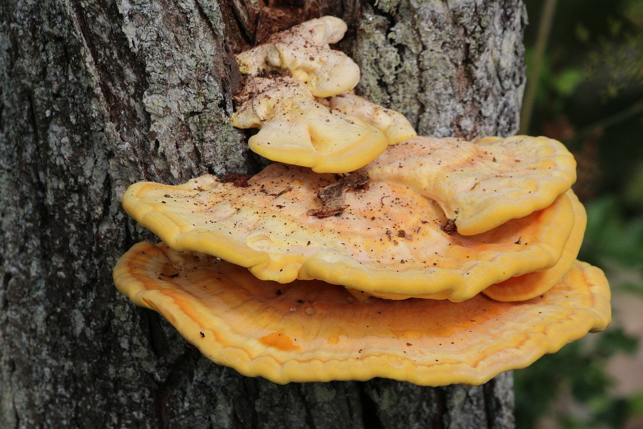 Древесные грибы съедобные