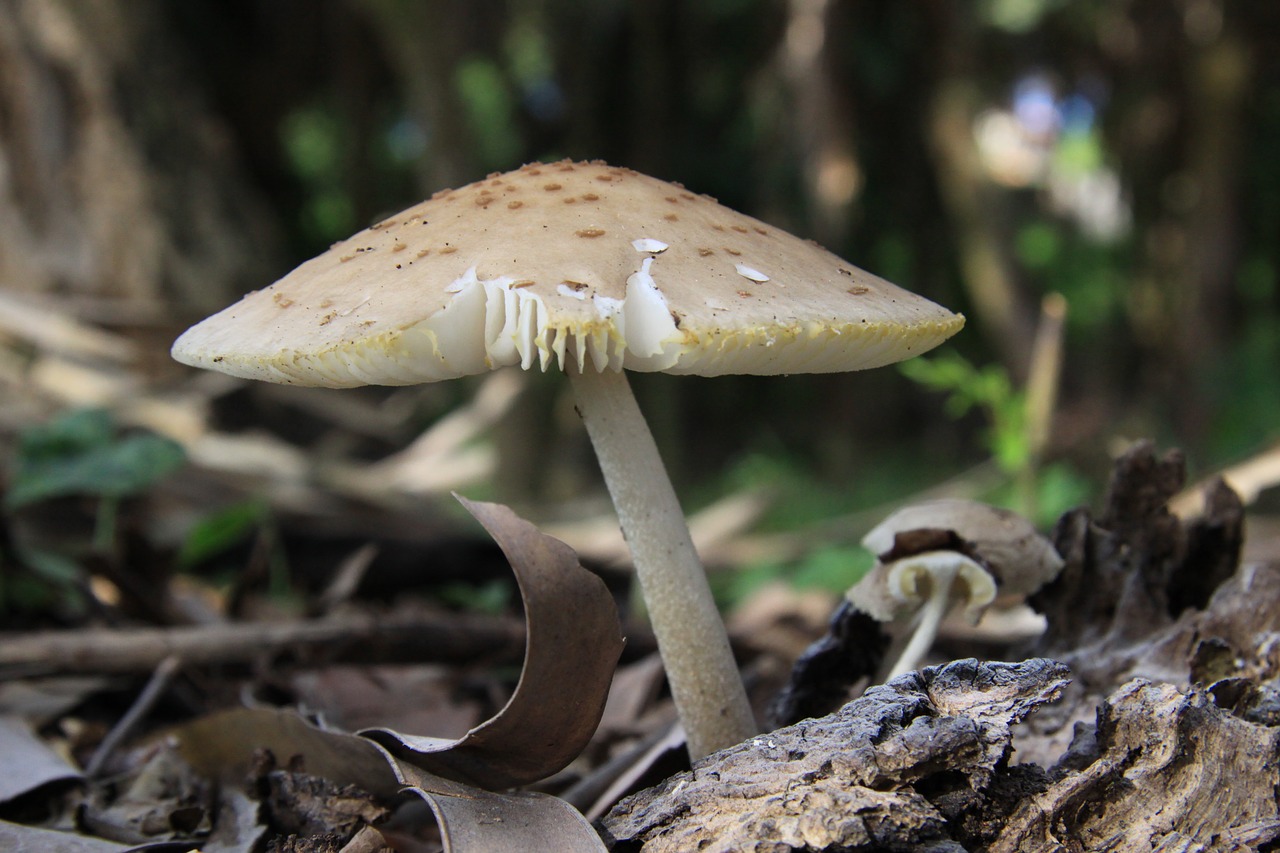 mushroom nature outdoors free photo