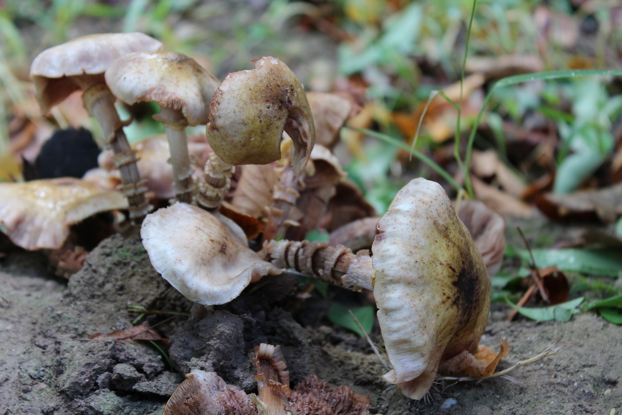 mushroom fungus autumn free photo