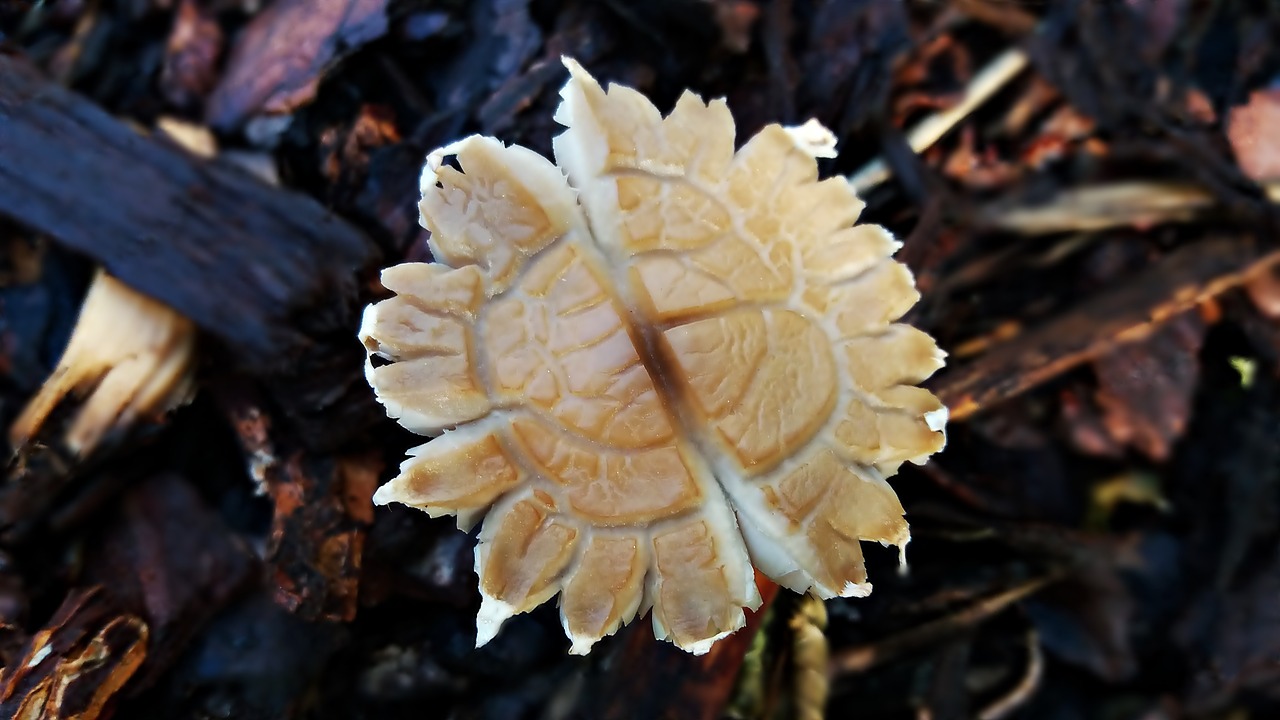 mushroom plant nature free photo