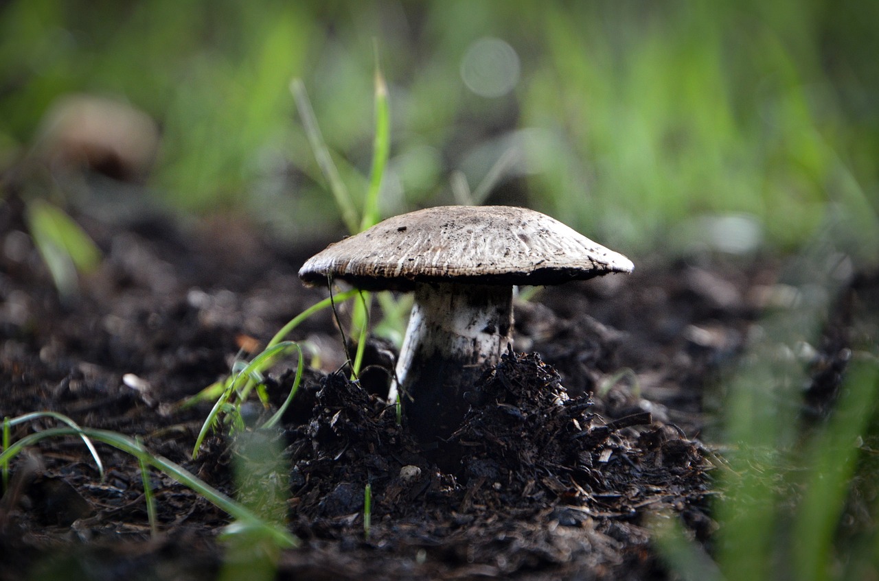 mushroom fungus soil free photo