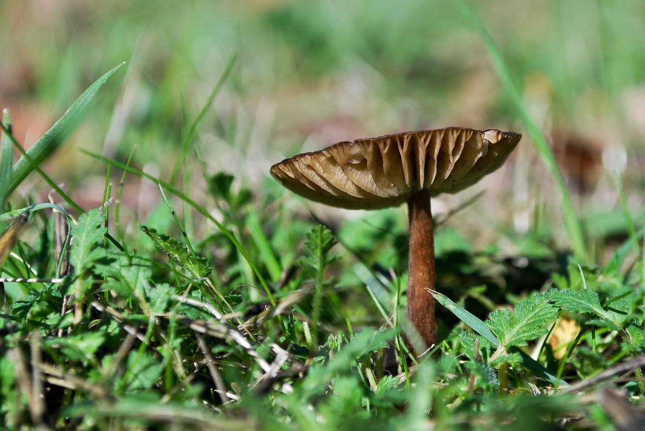 mushroom fungus autumn free photo